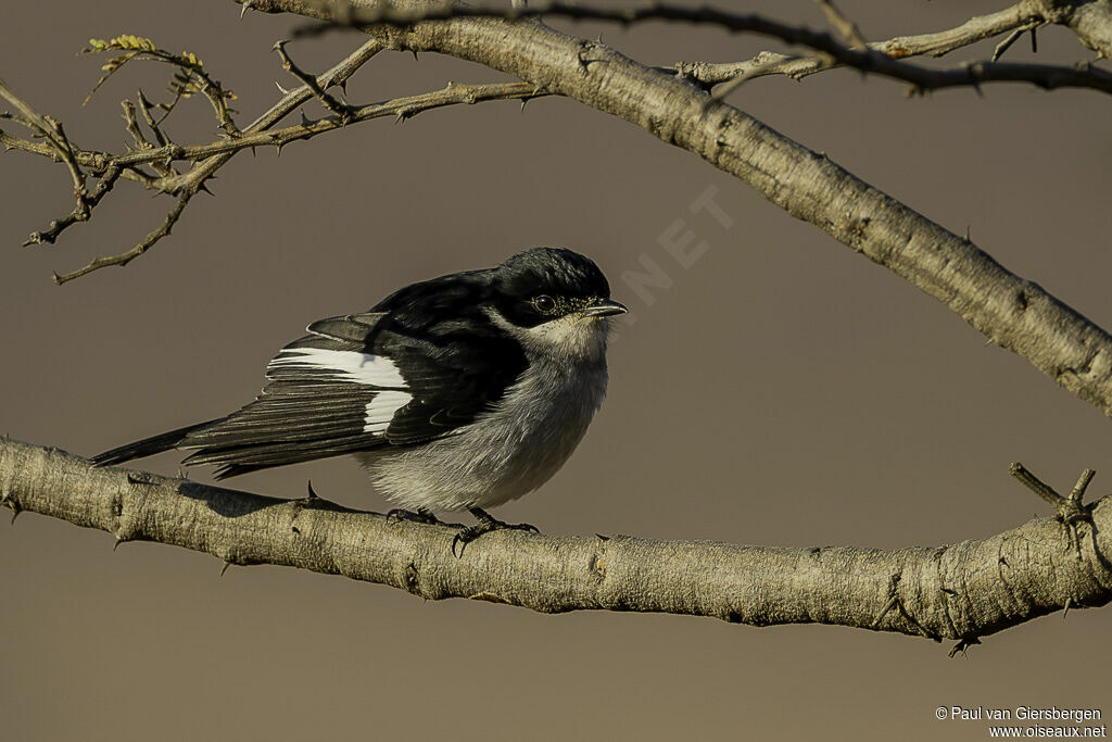 Fiscal Flycatcher male adult