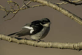 Fiscal Flycatcher