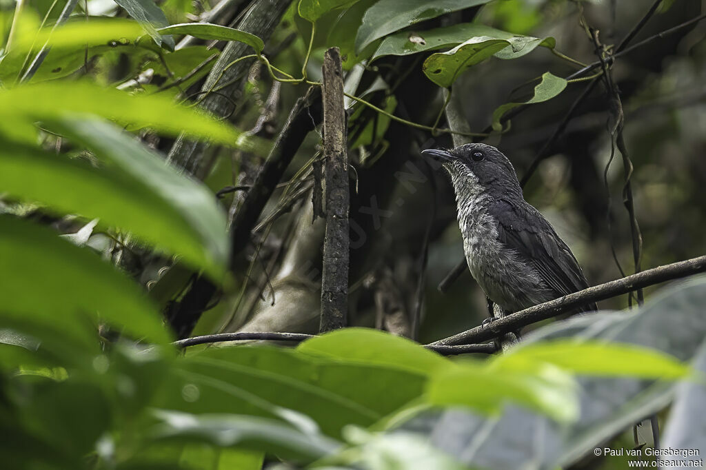 Fraser's Forest Flycatcheradult