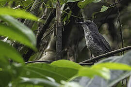 Fraser's Forest Flycatcher