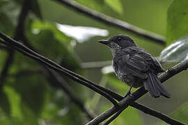 Fraser's Forest Flycatcher