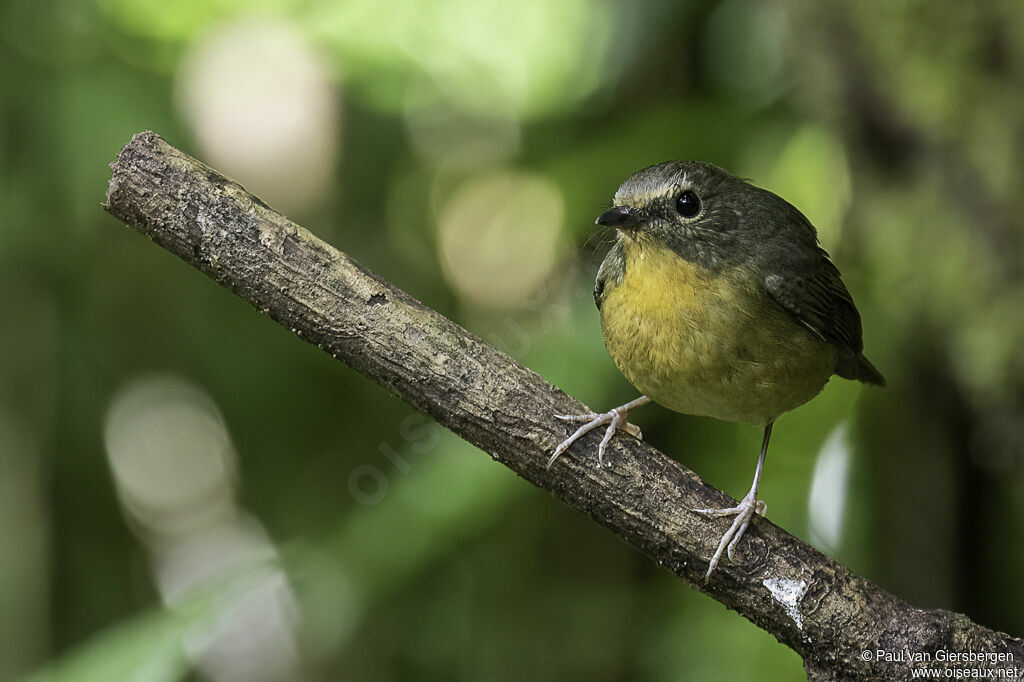 Snowy-browed Flycatcher female adult