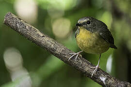 Snowy-browed Flycatcher