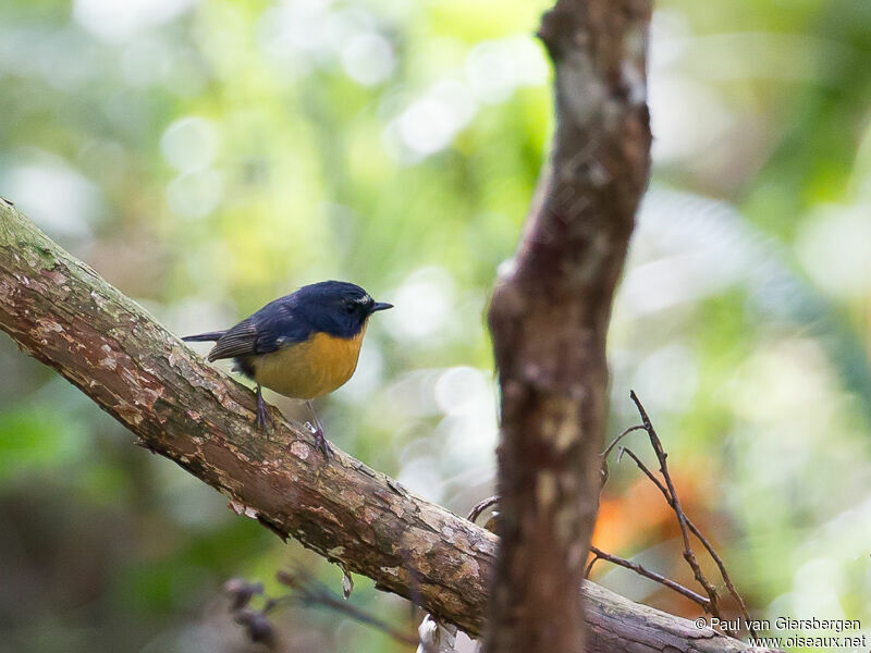 Snowy-browed Flycatcher male adult