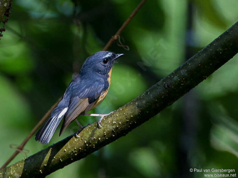 Snowy-browed Flycatcher male adult