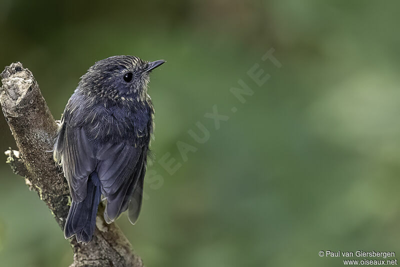 Snowy-browed Flycatcherjuvenile