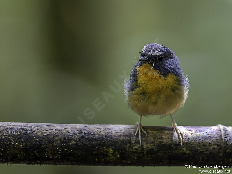 Snowy-browed Flycatcher male adult