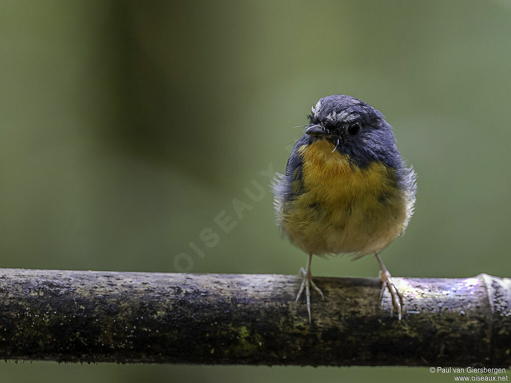 Snowy-browed Flycatcher male adult