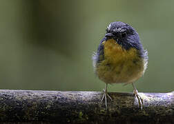 Snowy-browed Flycatcher