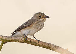 Spotted Flycatcher