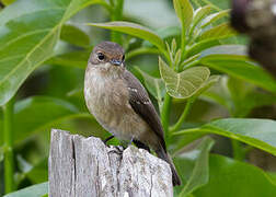 Spotted Flycatcher