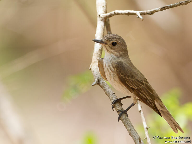 Spotted Flycatcher