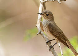 Spotted Flycatcher