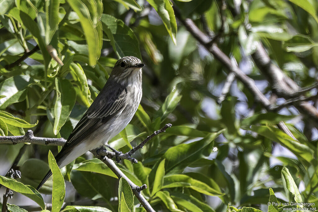 Spotted Flycatcheradult