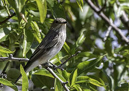 Spotted Flycatcher