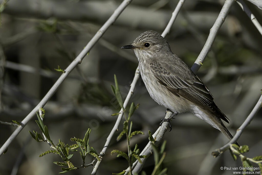 Spotted Flycatcheradult