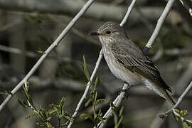 Spotted Flycatcher