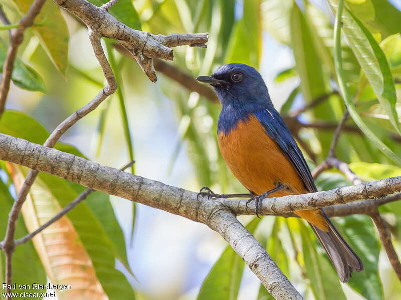 Timor Blue Flycatcher male adult, identification