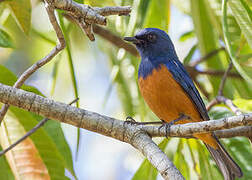 Timor Blue Flycatcher