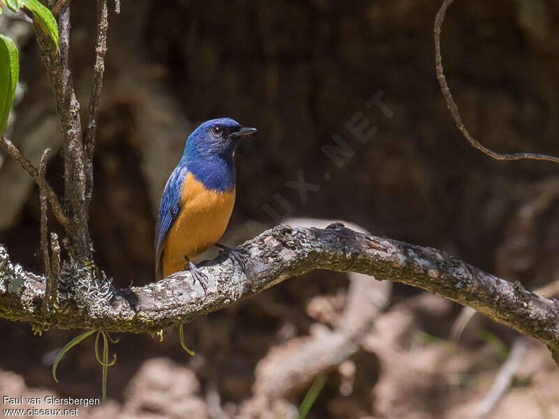 Timor Blue Flycatcher male adult, habitat