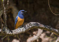 Timor Blue Flycatcher