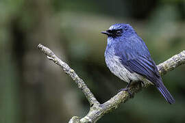 Indigo Flycatcher