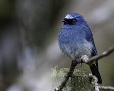 Indigo Flycatcher