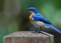 Malaysian Blue Flycatcher