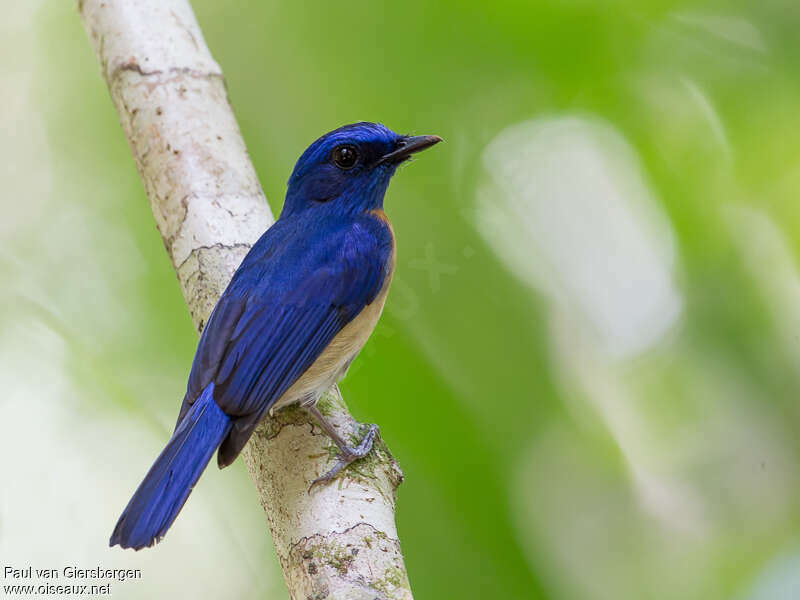 Malaysian Blue Flycatcher male adult