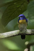 Malaysian Blue Flycatcher