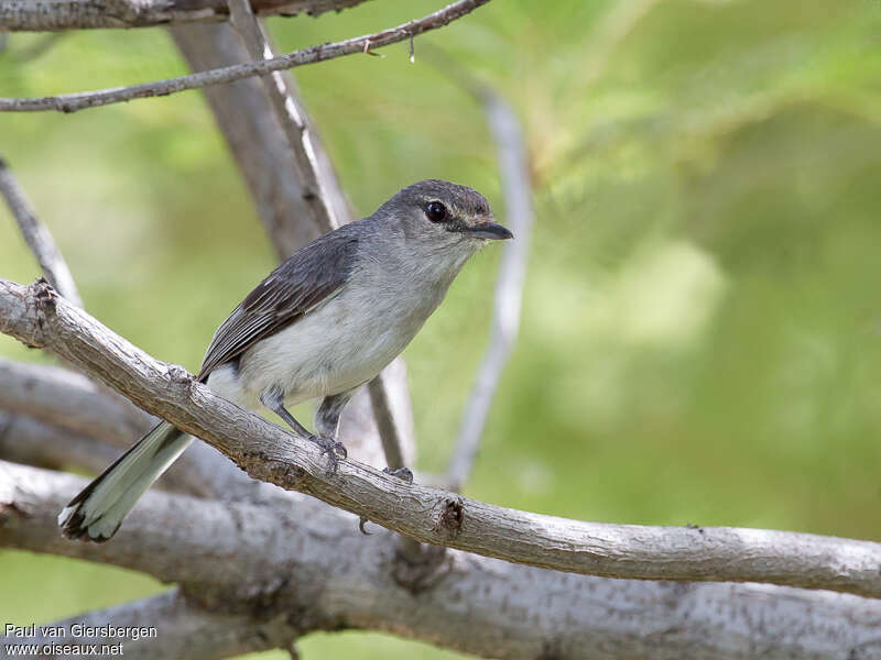 Grey Tit-Flycatcheradult, pigmentation