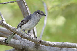 Grey Tit-Flycatcher