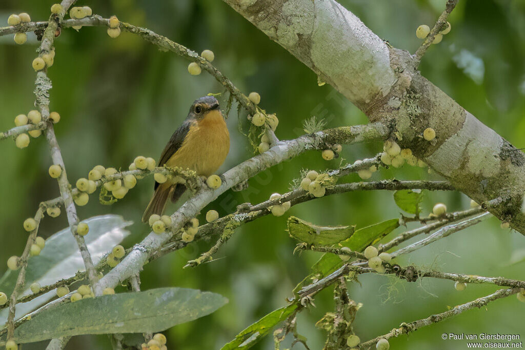 Bundok Flycatcher female adult