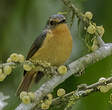 Gobemouche montagnard