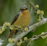 Gobemouche montagnard