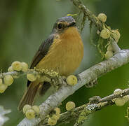 Bundok Flycatcher
