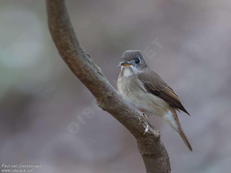 Brown-breasted Flycatcher