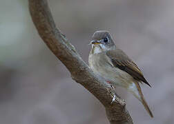 Brown-breasted Flycatcher