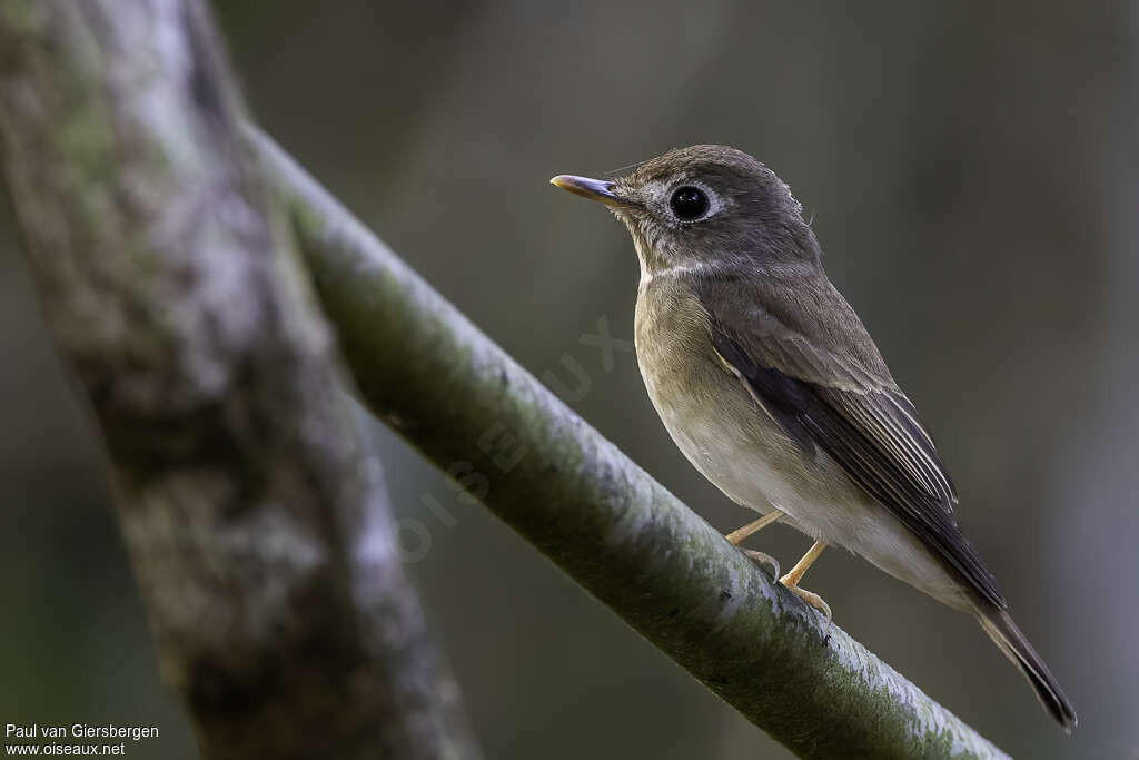 Brown-breasted Flycatcheradult, identification