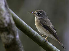 Brown-breasted Flycatcher