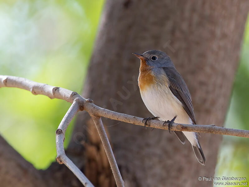 Red-breasted Flycatcher male adult