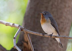 Red-breasted Flycatcher