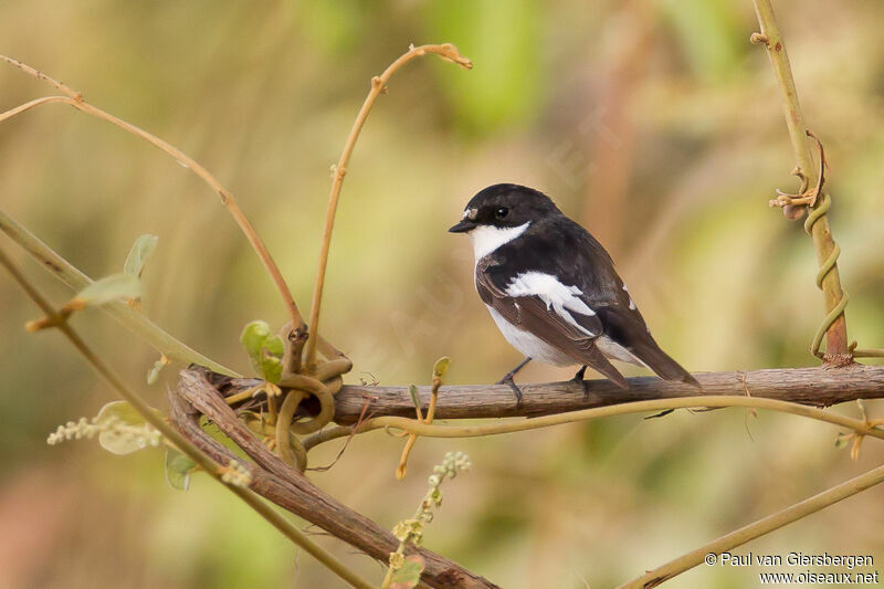 Gobemouche noir