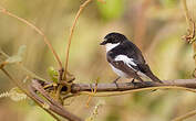 Gobemouche noir