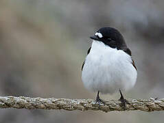 European Pied Flycatcher