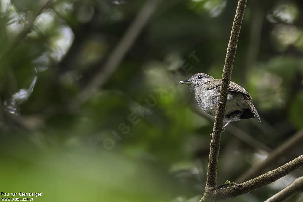 Olivaceous Flycatcheradult