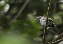 Olivaceous Flycatcher