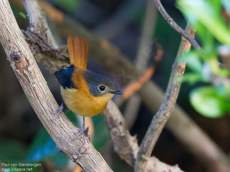 Gobemouche orange et noir femelle adulte, identification