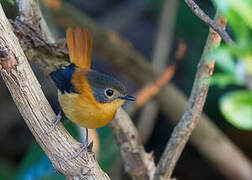 Gobemouche orange et noir