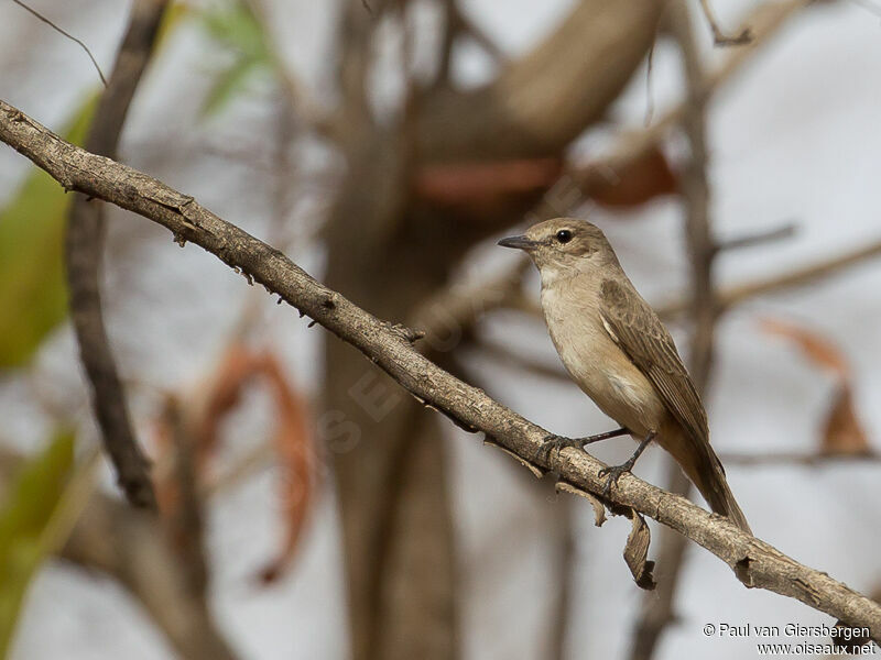 Pale Flycatcheradult